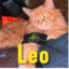 45.rus*LEO*