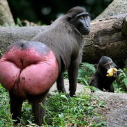 donkey kong