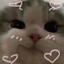 uwu kitten skins.army