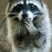 Raccoon Bitch