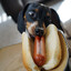 Weiner Dog