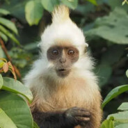 傲来国花果山水帘洞吗喽大王