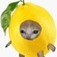 ~lemon_cat~
