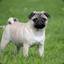 THE_BEST_PUG_SNIPER