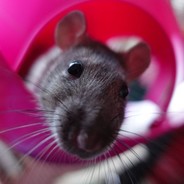 Ratfone