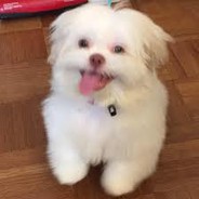 Chillin' Like A Kokoy