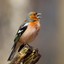 Fringilla coelebs