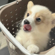 少食多餐长胖一斤