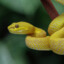 Spicy Banana