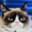 Angry Cat