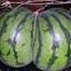 Wassermelone Arsch