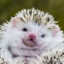 hedgehog