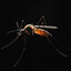 Aedes albopictus