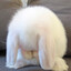 🐇