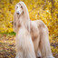 EGOR 40000