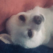 真给你头皮拉晕