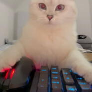 cat - steam id 76561199526680885