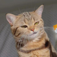 我智力没问题呀