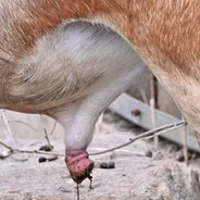 微笑黄石公灌篮