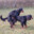 dogs fuckings