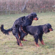 dogs fuckings