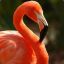Flustered Flamingo