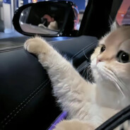 想把内裤套你头上捏！