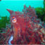 Octopus King