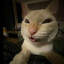 vasik_speed
