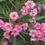 Nerium oleander