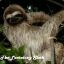 The Lactating Sloth