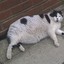 FatCatz4Life