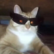 cool cat