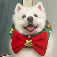 反骨严重的姚某人