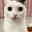 君踏桃花