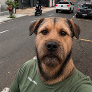 sharlin matador de porco