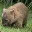 Saddest Wombat in the World