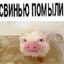 свинобратка