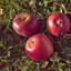 TripleApples