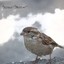 Sparrow