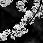 𝕹𝕺𝕮𝕳𝕶𝕬