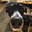 freakyDoggo2008