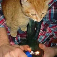 Bong Cat