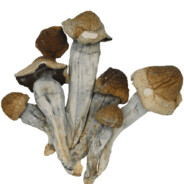 Psilocybe cubensis