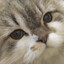 Avatar of Towercat
