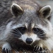 TrashPanda