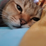 Бамбалейла