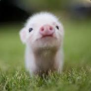 Piggles