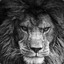 Lion27