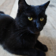 Avatar of презерватив 3000